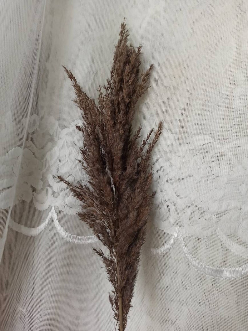 May include: A single stem of dried pampas grass with brown feathery plumes against a white lace background.