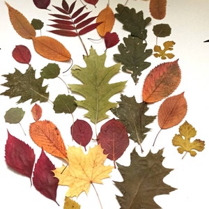 35 unités de vraies feuilles séchées pressées, différentes feuilles. Matériel botanique pour travaux manuels, feuilles d'herbier, enseignement, feuilles pressées