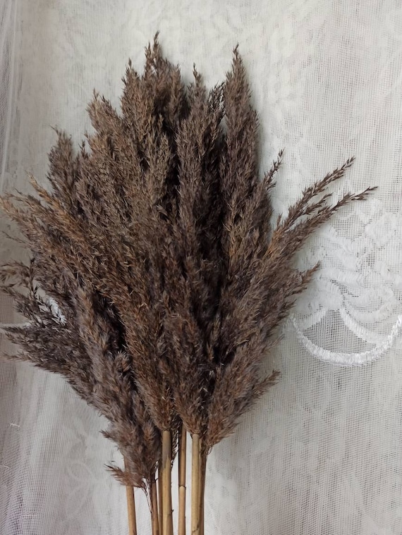 Pampas Grass Grey,Long Narrow Plumes,Dried Flowers,Natural Dry Reed,Dried Pampas Grass, Faux Pampas Grass,Pampas Grass Decor, Grass,Pampas