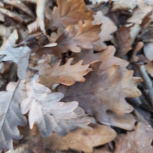 May include: A pile of brown and tan oak leaves on the forest floor.