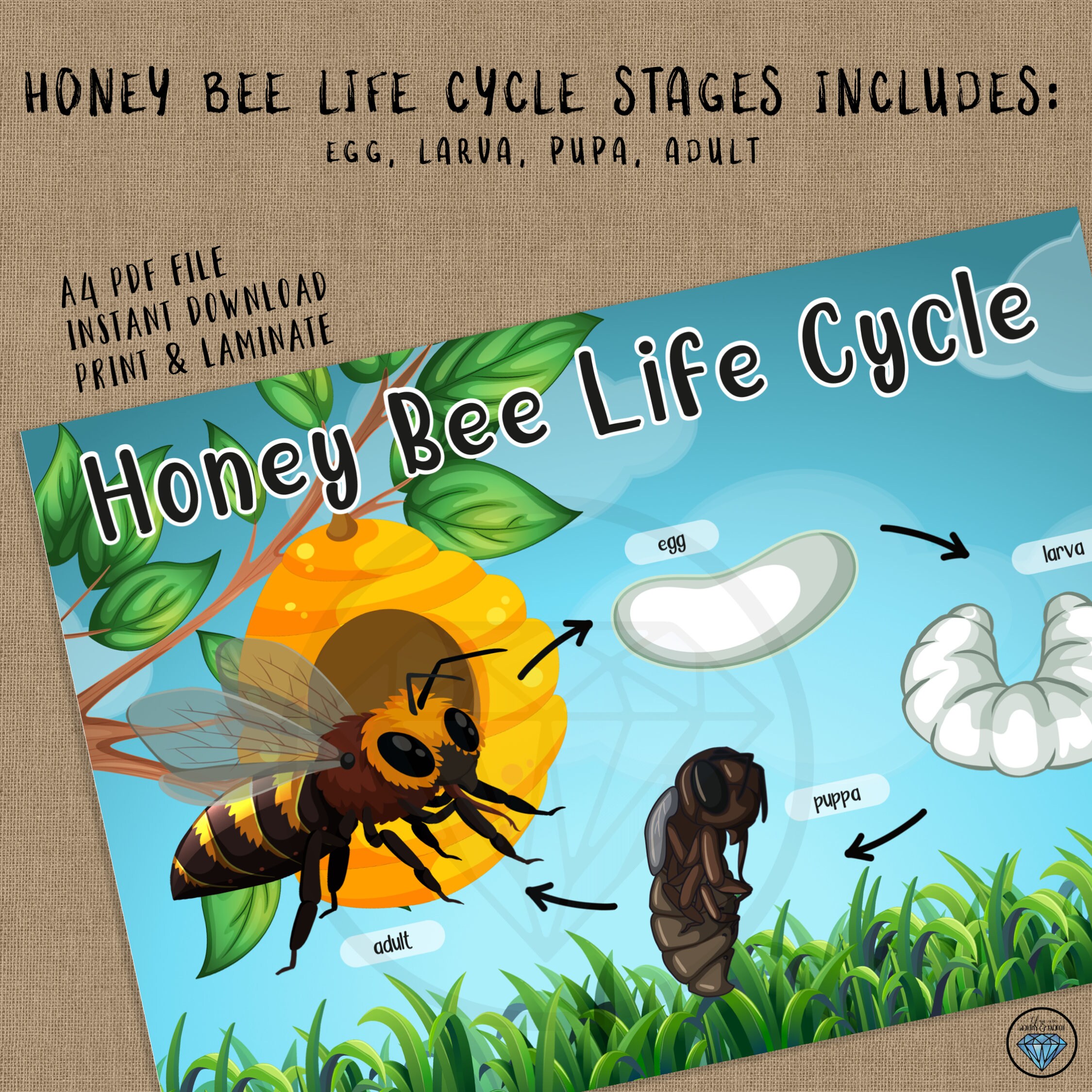 Honey Bee Life Cycle Preschool Printables Busy Binder Etsy Singapore