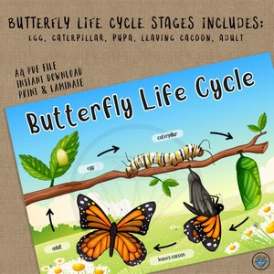 Butterfly Life Cycle, Preschool Printables, Busy Binder, Kindergarten ...