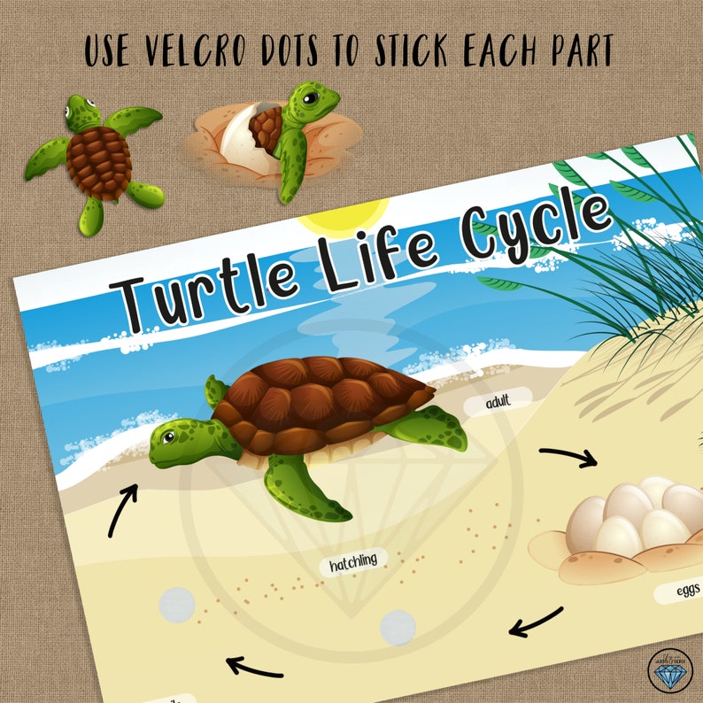 pinta tortoise lifes cycle pinta tortoise lifes cycle