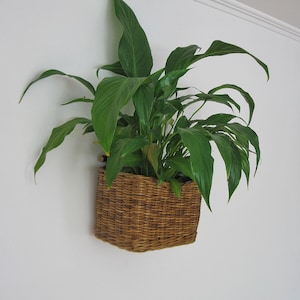 May include: A green peace lily plant in a brown wicker hanging basket.