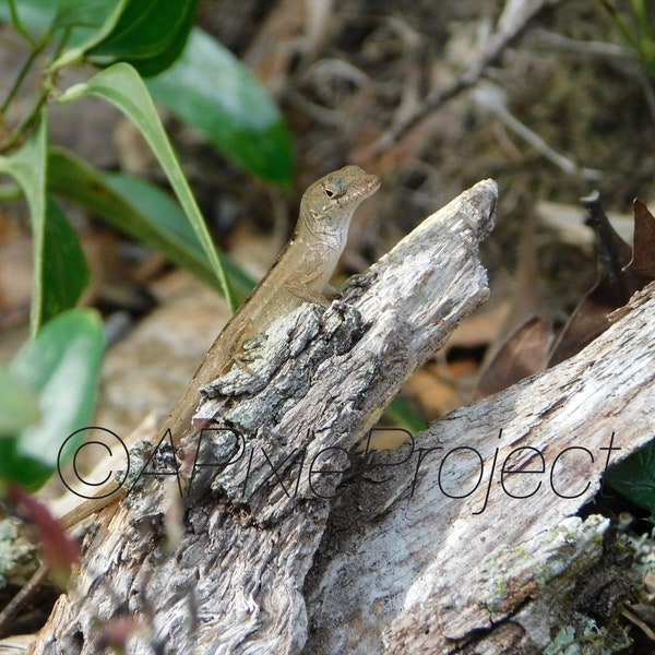 Cute  Tan Lizard- “I’m King of This Log!”