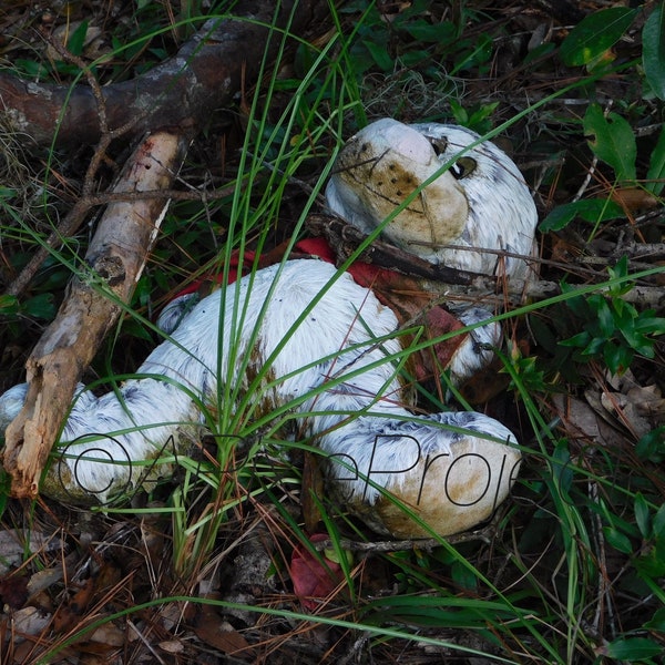 Graveyard Teddy