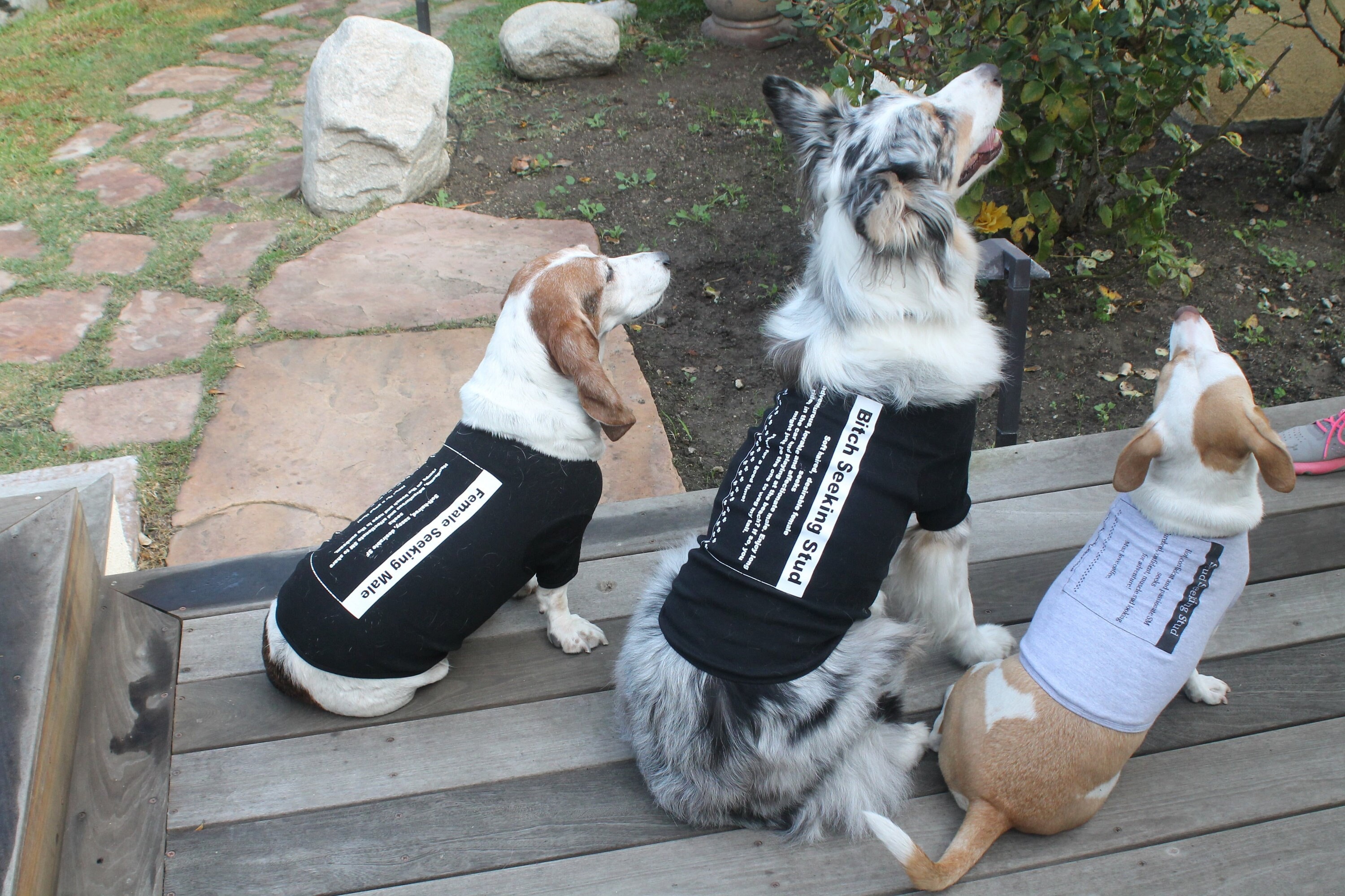 what-is-a-dog-classified-as