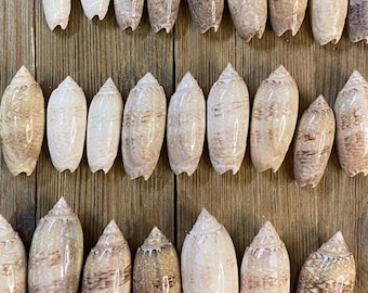 25 Lettered Olives - Ethically Collected!