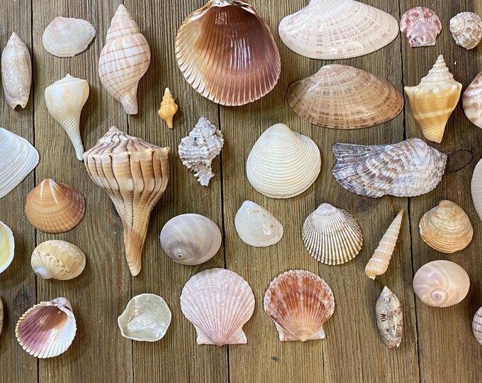 A Mixed Collection of Mixed Florida Seashells - Etsy