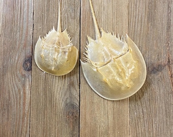 Horseshoe crab carapaces. All natural and ethically collected.