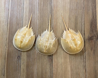 Horseshoe crab carapaces. All natural and ethically collected.