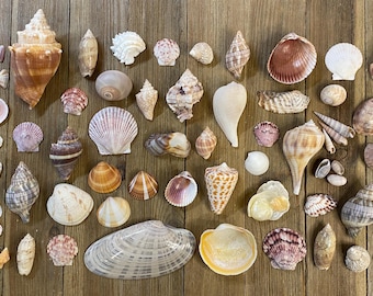 A Mixed Collection of Florida Seashells