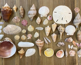A Mixed Collection of Florida Seashells