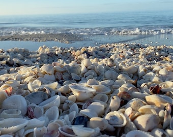 SCREEN SAVER - Seashell Morning