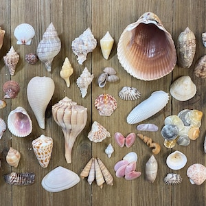May include: A collection of various seashells in diverse shapes, sizes, and textures, including spiral conch shells, fan-shaped bivalves, and smooth, rounded shells in shades of white, tan, brown, pink, and grey, arranged in a scattered display.
