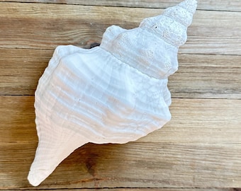 Get creative with 2 Lightning Whelks