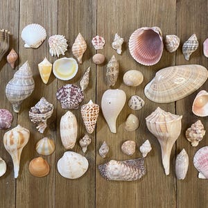 May include: A collection of various seashells in shades of white, tan, brown, and pink. The assortment includes spiral conch shells, fan-shaped bivalves, smooth rounded shells, and textured gastropods arranged in a scattered, non-uniform pattern.