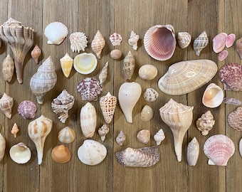 A Mixed Collection of Florida Seashells