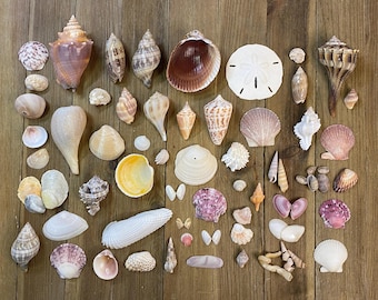 A Mixed Collection of Florida Seashells