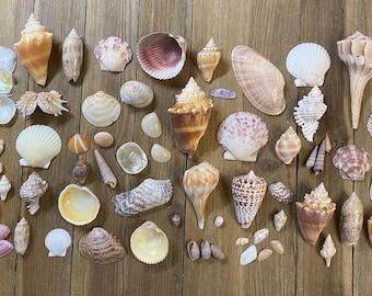 A Mixed Collection of Florida Seashells