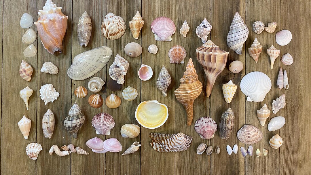 A Mixed Collection of Florida Seashells - Etsy