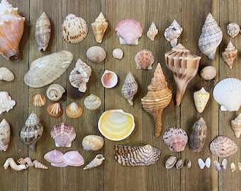 A Mixed Collection of Florida Seashells