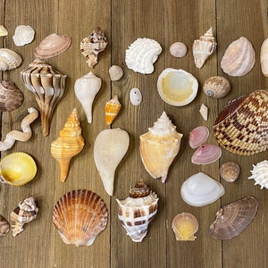 A Mixed Collection of Florida Seashells