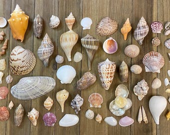 A Mixed Collection of Florida Seashells