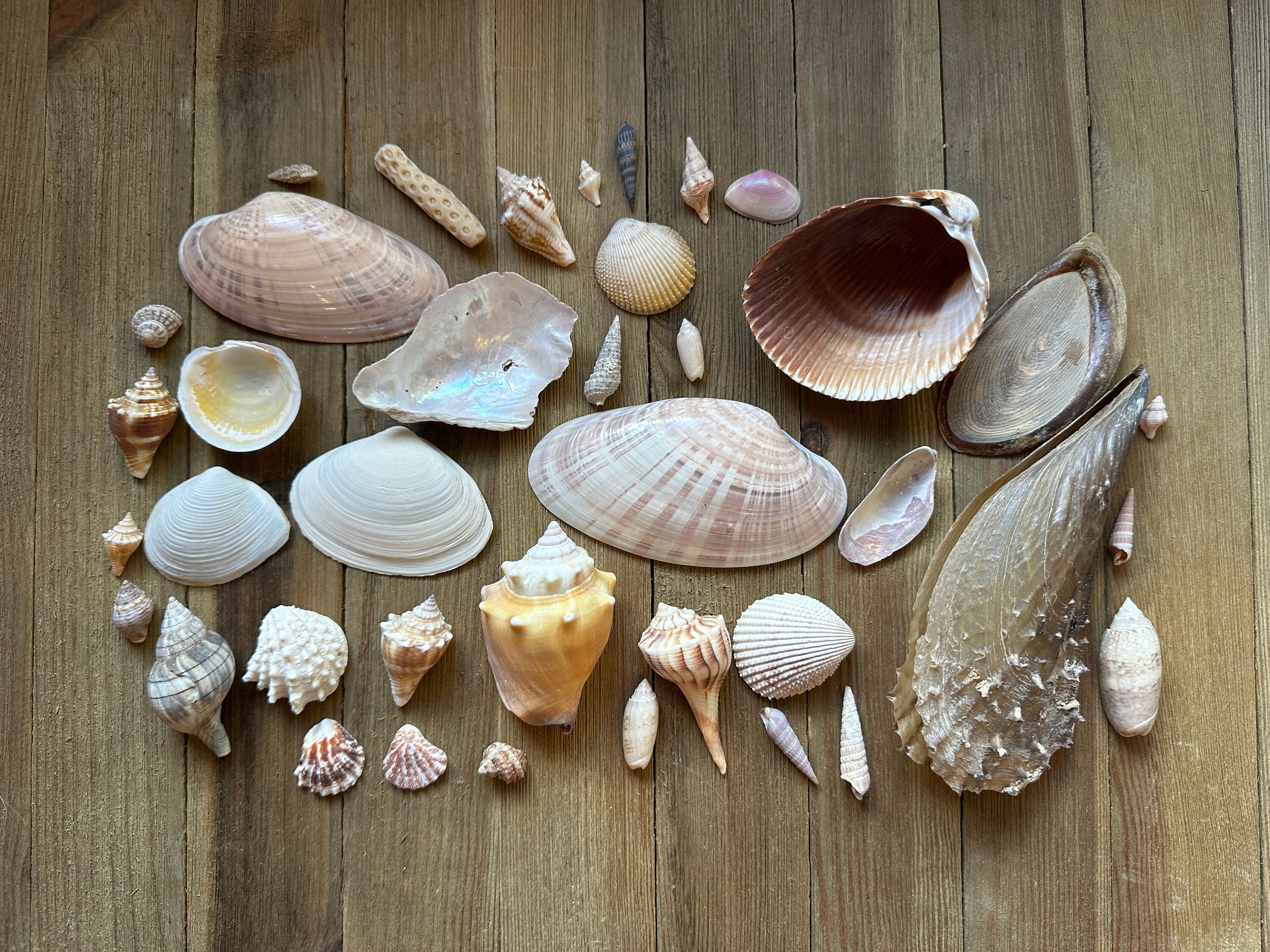Speckled White Clam Shells - Clycymeris Pectunculus (approx. 1