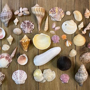 May include: A collection of various seashells in different shapes, sizes, and colors, including brown, white, pink, and yellow, arranged on a wooden surface. The shells vary from small, delicate spirals to larger, textured conch shells.
