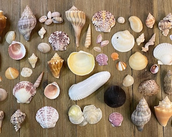 A Mixed Collection of Florida Seashells