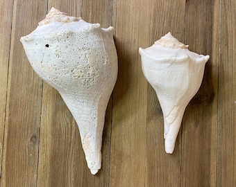 Get creative with these lovely Lightning Whelks