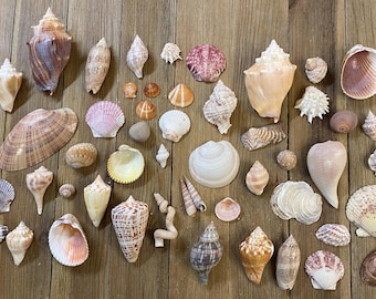 A Mixed Collection of Florida Seashells