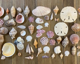 A Mixed Collection of Florida Seashells