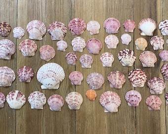 Lot of Calico Scallops