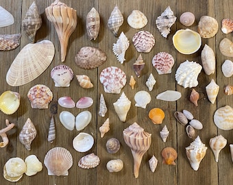 A Mixed Collection of Florida Seashells