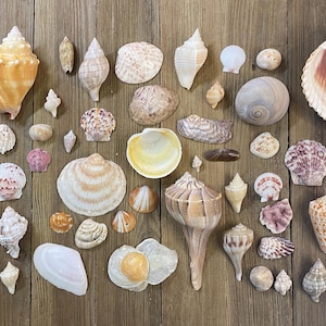 May include: A collection of various seashells in diverse shapes, sizes, and colors, including spiral, bivalve, and cone varieties in shades of white, tan, brown, pink, and purple, arranged in a scattered pattern across the frame.