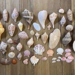 May include: A collection of various seashells in assorted shapes, sizes, and colors, including spiral conch shells, bivalves, and small clam shells. The shells feature natural textures, patterns, and shades of white, tan, brown, and pink.