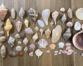 A Mixed Collection of Florida Seashells