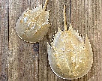 Horseshoe crab carapaces. All natural and ethically collected.