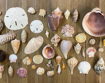 A Mixed Collection of Florida Seashells