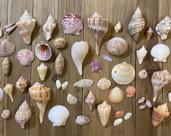 A Mixed Collection of Florida Seashells