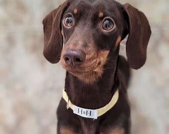 Yellow Daffodil Dog Collar