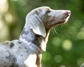 Liberty Pastel Floral Dog Collar