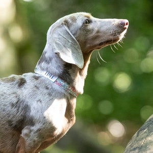 miniature dapple dachshund in Hetty & Huxley Liberty pastel floral pet collar