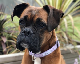 Lilac Gingham Dog Collar