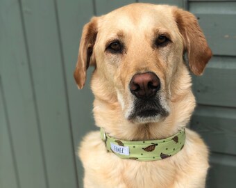 Green Tortoise Dog Collar