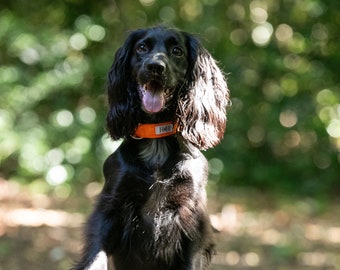 Orange Fire Dog Collar