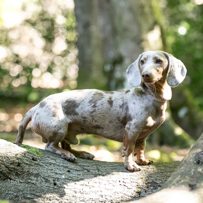 miniature dapple dachshund in Hetty & Huxley Liberty pastel floral pet collar