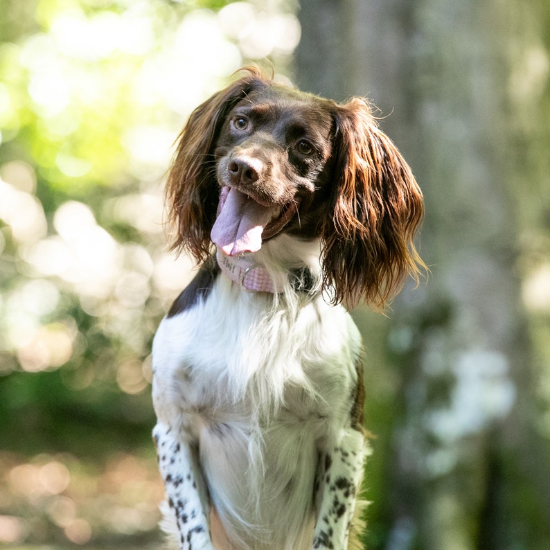 Springer Spaniel dog in Hetty & Huxley pink gingham pet collar - size medium